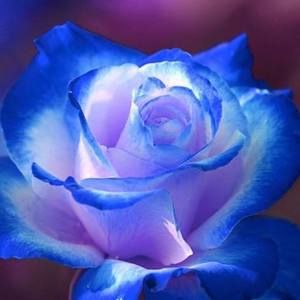 Meet your Posher, Britt